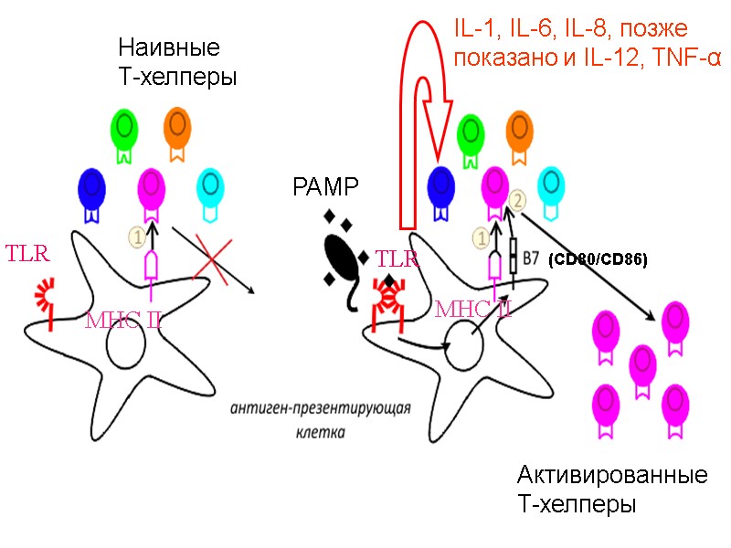 Наивные Т-хелперы MHC II TLR TLR PAMP IL-1, IL-6, IL-8, позже показано и IL-12,
